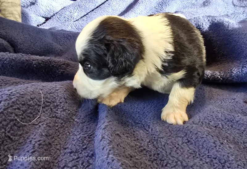 Prince – Aussalier puppy for sale in Arkport, NY