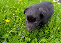 Domino blue eyes, a male Australian Shepherd for sale in Arkport, NY – 3 of 4