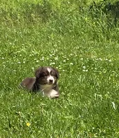 Gus, a male Australian Shepherd for sale in Arkport, NY – 3 of 4
