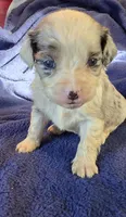 Paisley, a female Aussalier for sale in Arkport, NY – 2 of 5