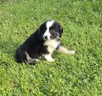Deja blue eyes, a female Australian Shepherd for sale in Arkport, NY – 4 of 7