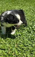 Georgia , a female Australian Shepherd for sale in Arkport, NY – 2 of 8