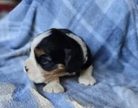 Manly, a male Cavalier King Charles Spaniel for sale in Arkport, NY – Photo 4 of 6