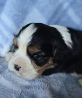 Manly, a male Cavalier King Charles Spaniel for sale in Arkport, NY – Photo 1 of 6