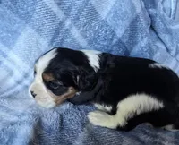 Manly, a male Cavalier King Charles Spaniel for sale in Arkport, NY – Photo 5 of 6