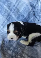 Manly, a male Cavalier King Charles Spaniel for sale in Arkport, NY – Photo 3 of 6