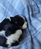 Manly, a male Cavalier King Charles Spaniel for sale in Arkport, NY – Photo 6 of 6