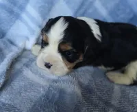 Manly, a male Cavalier King Charles Spaniel for sale in Arkport, NY – Photo 2 of 6