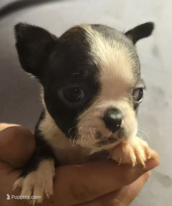 Sally – Boston Terrier puppy for sale in Arkport, NY