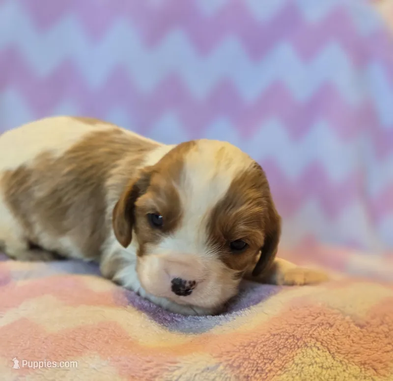 Connor – Cavalier King Charles Spaniel puppy for sale in Arkport, NY