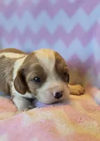 Connor, a male Cavalier King Charles Spaniel for sale in Arkport, NY – Photo 2 of 2