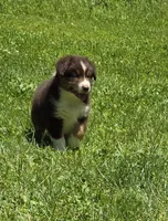Gabriella, a female Australian Shepherd for sale in Arkport, NY – 2 of 5