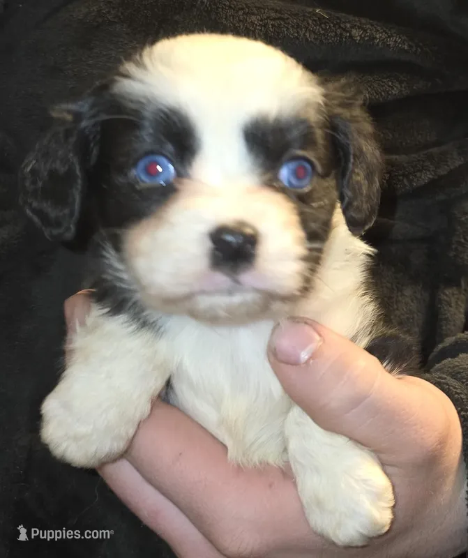 Penny – Aussalier puppy for sale in Arkport, NY