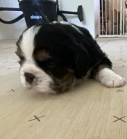 Hammer, a male Cavalier King Charles Spaniel and Aussalier for sale in Arkport, NY – 2 of 2