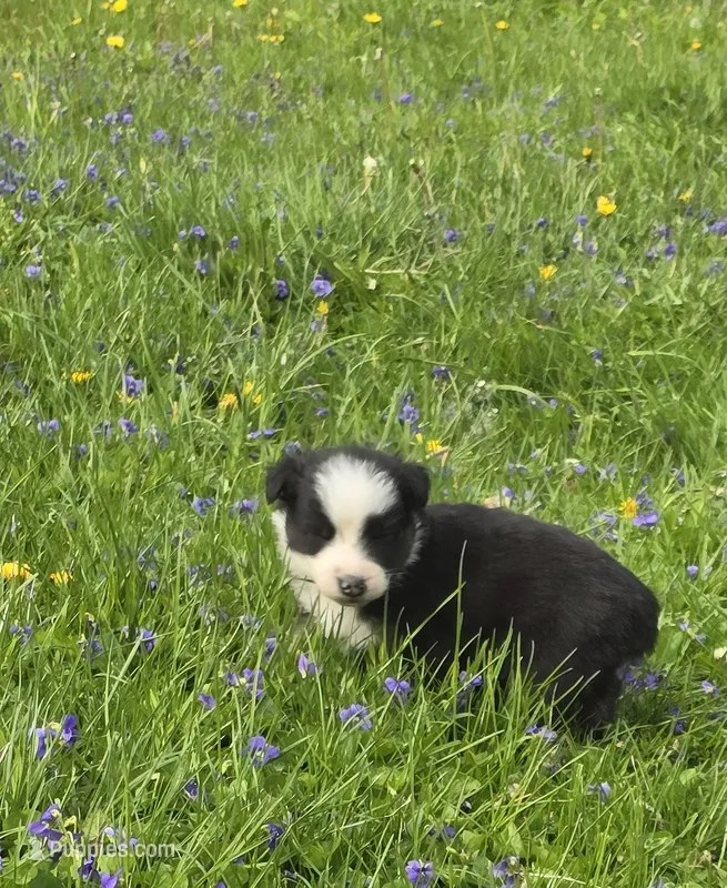 Deja – Australian Shepherd puppy for sale in Arkport, NY