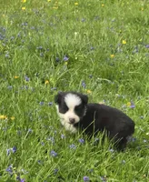 Deja, a female Australian Shepherd for sale in Arkport, NY – 1 of 3