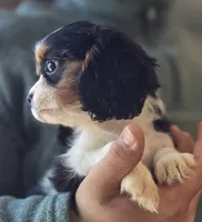 Celina, a female Cavalier King Charles Spaniel for sale in Arkport, NY – 2 of 6