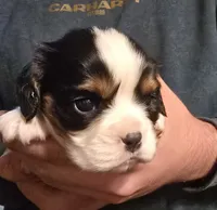 Marky, a male Cavalier King Charles Spaniel for sale in Arkport, NY – 2 of 2