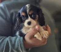 Celina, a female Cavalier King Charles Spaniel for sale in Arkport, NY – 3 of 6