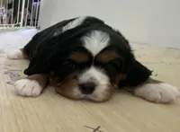 Heidi, a female Cavalier King Charles Spaniel and Aussalier for sale in Arkport, NY – 2 of 2