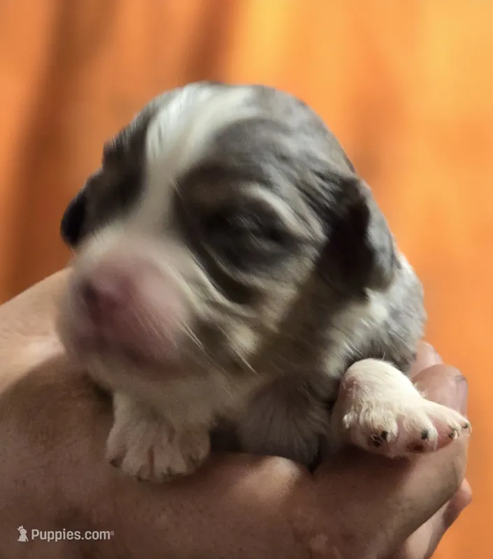 Parker – Aussalier puppy for sale in Arkport, NY