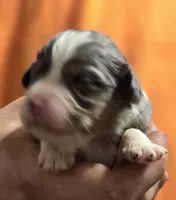 Parker, a male Aussalier for sale in Arkport, NY – 1 of 3