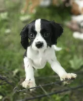 Black and white B, a male Cavalier King Charles Spaniel for sale in Arkport, NY – 7 of 8