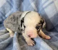 Piggy, a female Aussalier for sale in Arkport, NY – Photo 1 of 2