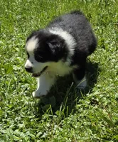Georgia , a female Australian Shepherd for sale in Arkport, NY – 7 of 8
