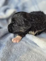 Petunia , a female Aussalier for sale in Arkport, NY – Photo 2 of 2