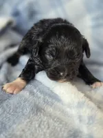 Petunia , a female Aussalier for sale in Arkport, NY – Photo 1 of 2