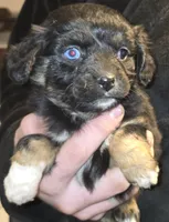 Petunia , a female Aussalier for sale in Arkport, NY – Photo 1 of 2