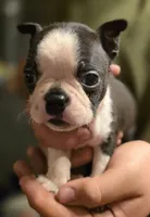 Potatoe, a male Boston Terrier for sale in Arkport, NY – 2 of 3