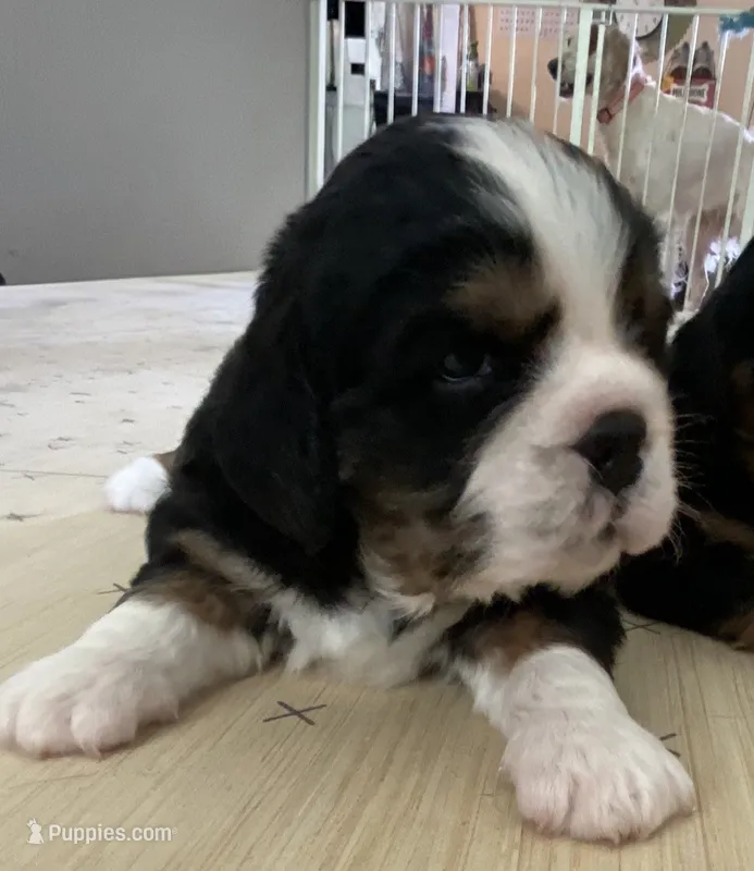 Hammer – Cavalier King Charles Spaniel, Aussalier puppy for sale in Arkport, NY