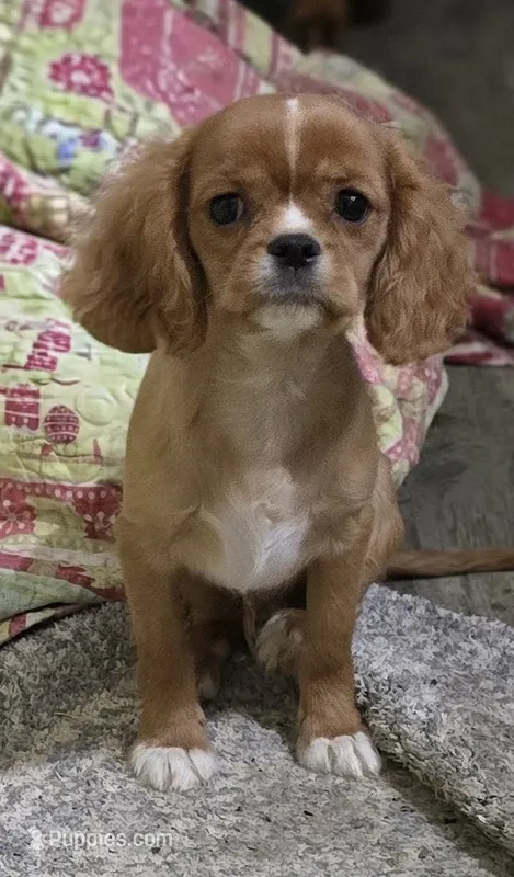 Manly – Cavalier King Charles Spaniel puppy for sale in Arkport, NY