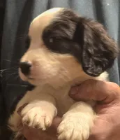 Prince, a male Aussalier for sale in Arkport, NY – 2 of 3