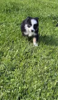 Danny blue eyes, a male Australian Shepherd for sale in Arkport, NY – 3 of 4