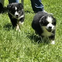 Georgia , a female Australian Shepherd for sale in Arkport, NY – 5 of 8