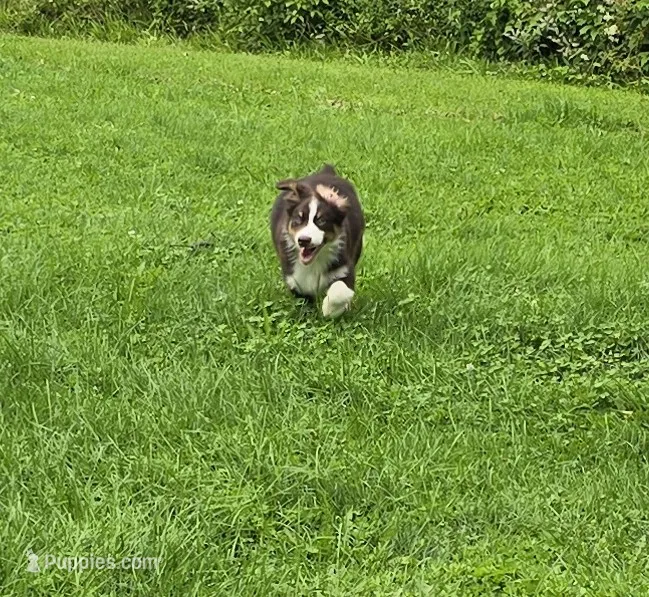 Gabriella – Australian Shepherd puppy for sale in Arkport, NY