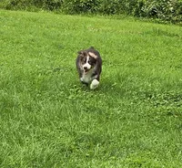 Gabriella, a female Australian Shepherd for sale in Arkport, NY – 1 of 2