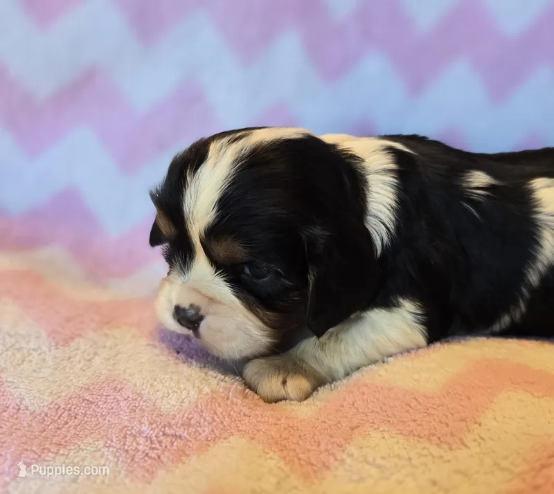 Celina – Cavalier King Charles Spaniel puppy for sale in Arkport, NY