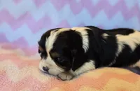 Celina, a female Cavalier King Charles Spaniel for sale in Arkport, NY – Photo 2 of 2