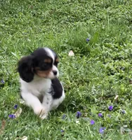 Mable, a female Cavalier King Charles Spaniel for sale in Arkport, NY – Photo 6 of 6