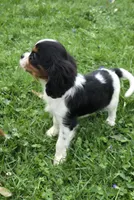 Mable, a female Cavalier King Charles Spaniel for sale in Arkport, NY – Photo 1 of 6