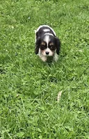 Mable, a female Cavalier King Charles Spaniel for sale in Arkport, NY – Photo 5 of 6