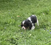 Mable, a female Cavalier King Charles Spaniel for sale in Arkport, NY – Photo 3 of 6
