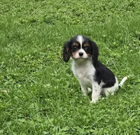 Mable, a female Cavalier King Charles Spaniel for sale in Arkport, NY – Photo 4 of 6