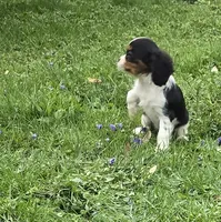 Mable, a female Cavalier King Charles Spaniel for sale in Arkport, NY – Photo 2 of 6