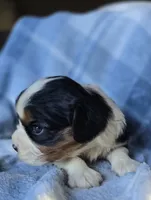 Marigold, a female Cavalier King Charles Spaniel for sale in Arkport, NY – Photo 2 of 5