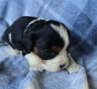 Marigold, a female Cavalier King Charles Spaniel for sale in Arkport, NY – Photo 4 of 5